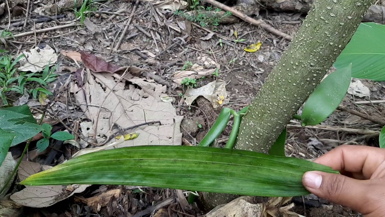 Como sembrar esquejes de vainilla