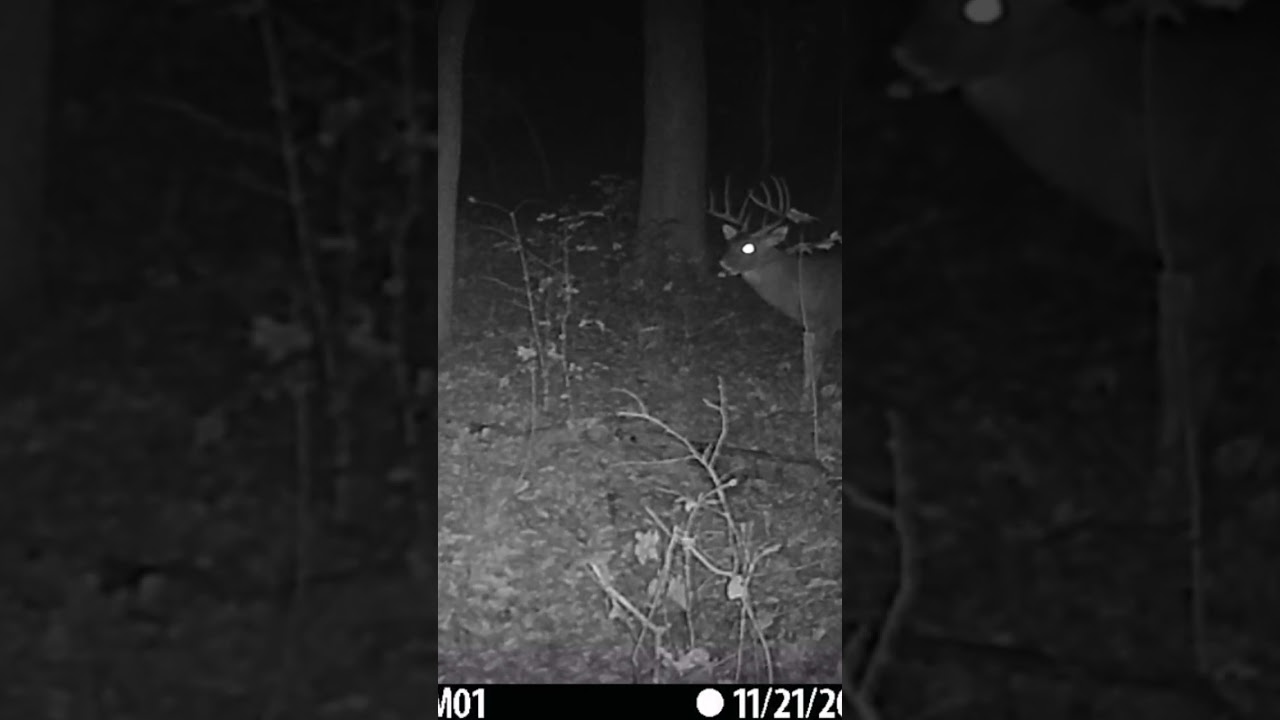 Whitetail Snort wheeze