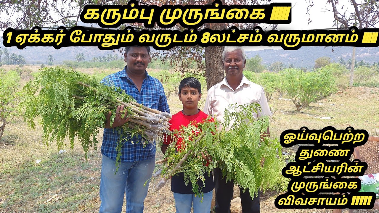 வருடம் 8 லட்சம் வருமானம் தரும் கரும்பு முருங்கை விவசாயம் #கரும்பு முருங்கை நடவு முதல் அறுவடை வரை #