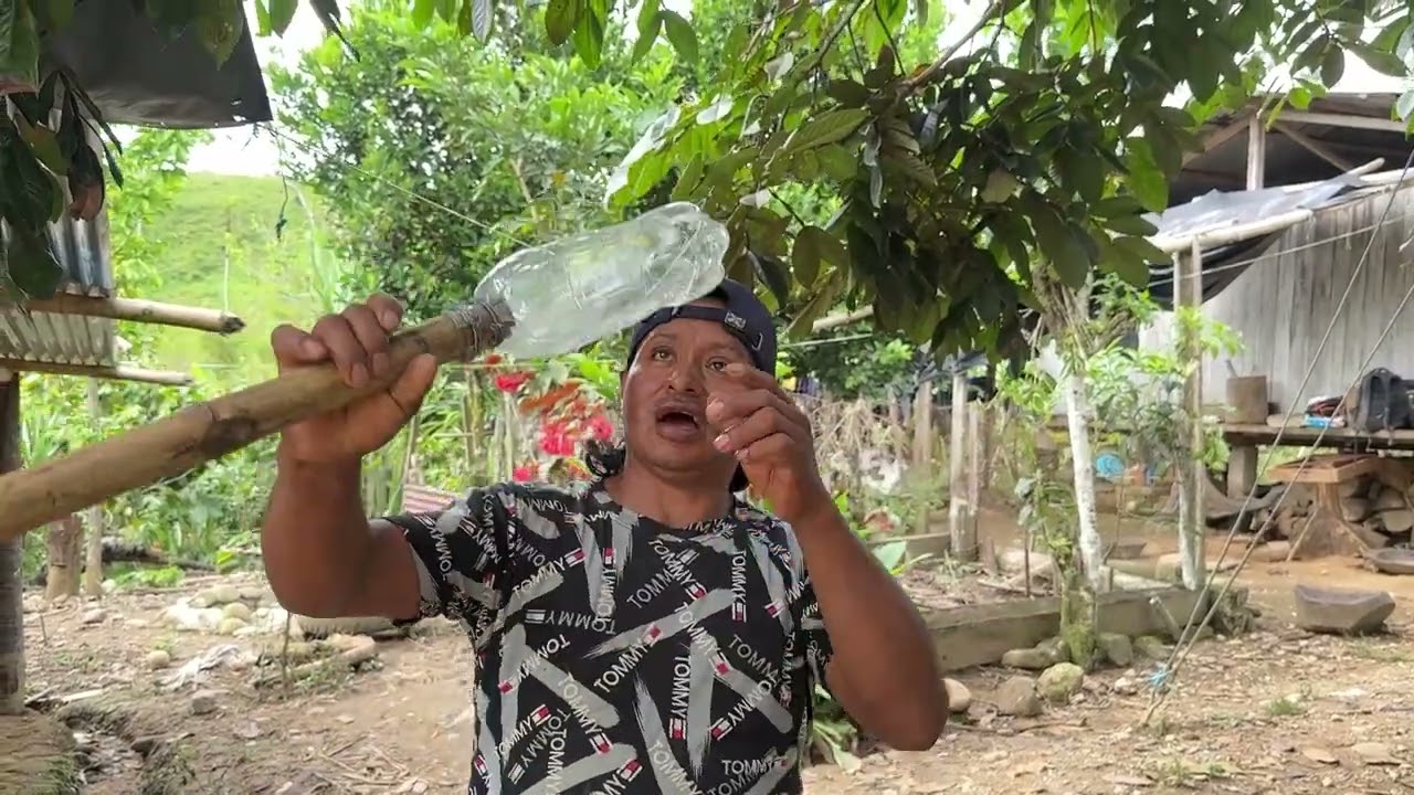 De esta manera es como cosechamos los deliciosos yarasos