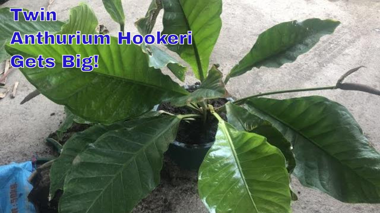When Your Twin Anthurium Hookeri Gets Big! | Repotting Anthurium Hookeri | Birds Nest / Rainforest