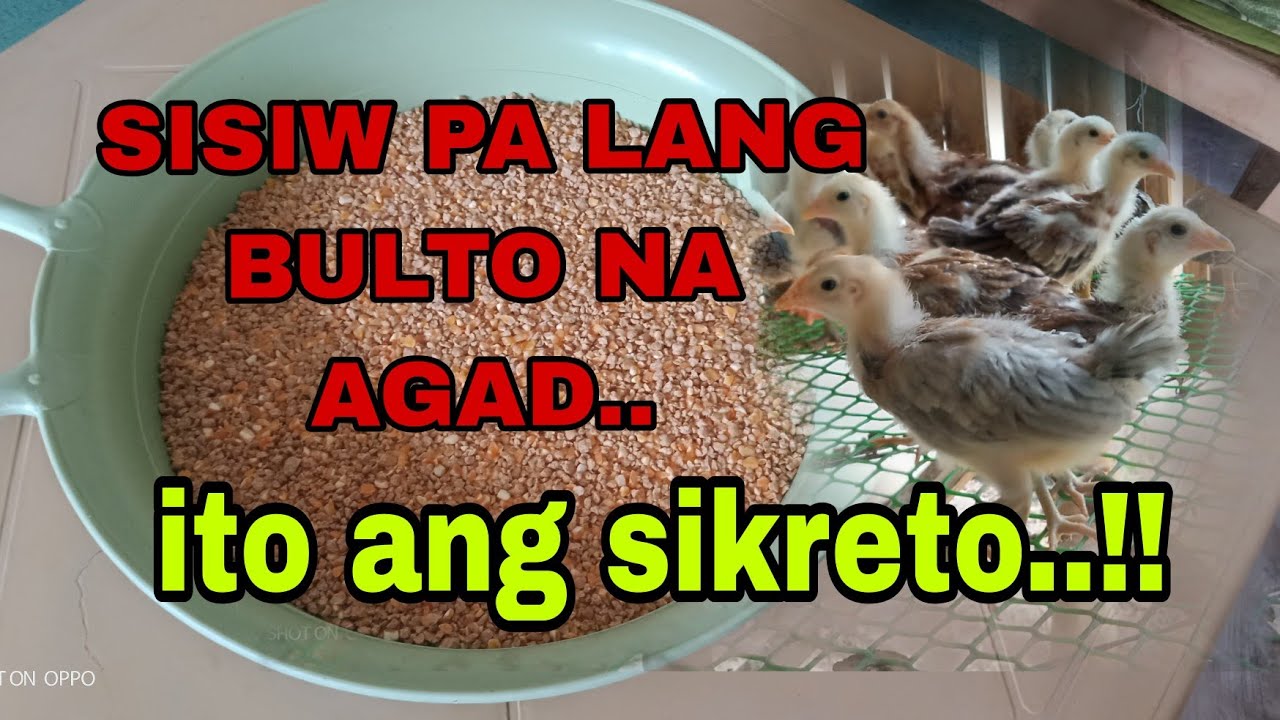 PAMPABUKA AT PAGPAPABULTO NG MGA SISIW|MIXING FEEDS|THE FARM BOY VLOG