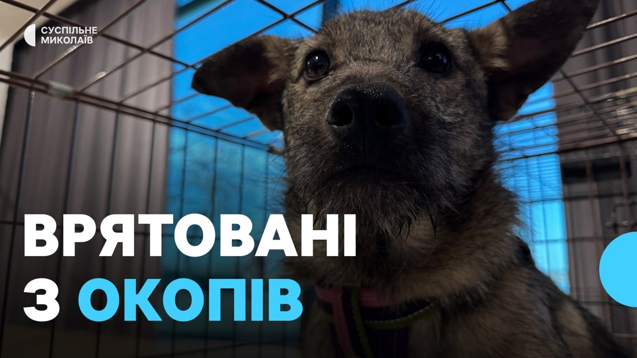 Як евакуйованим собакам шукали нові сім'ї