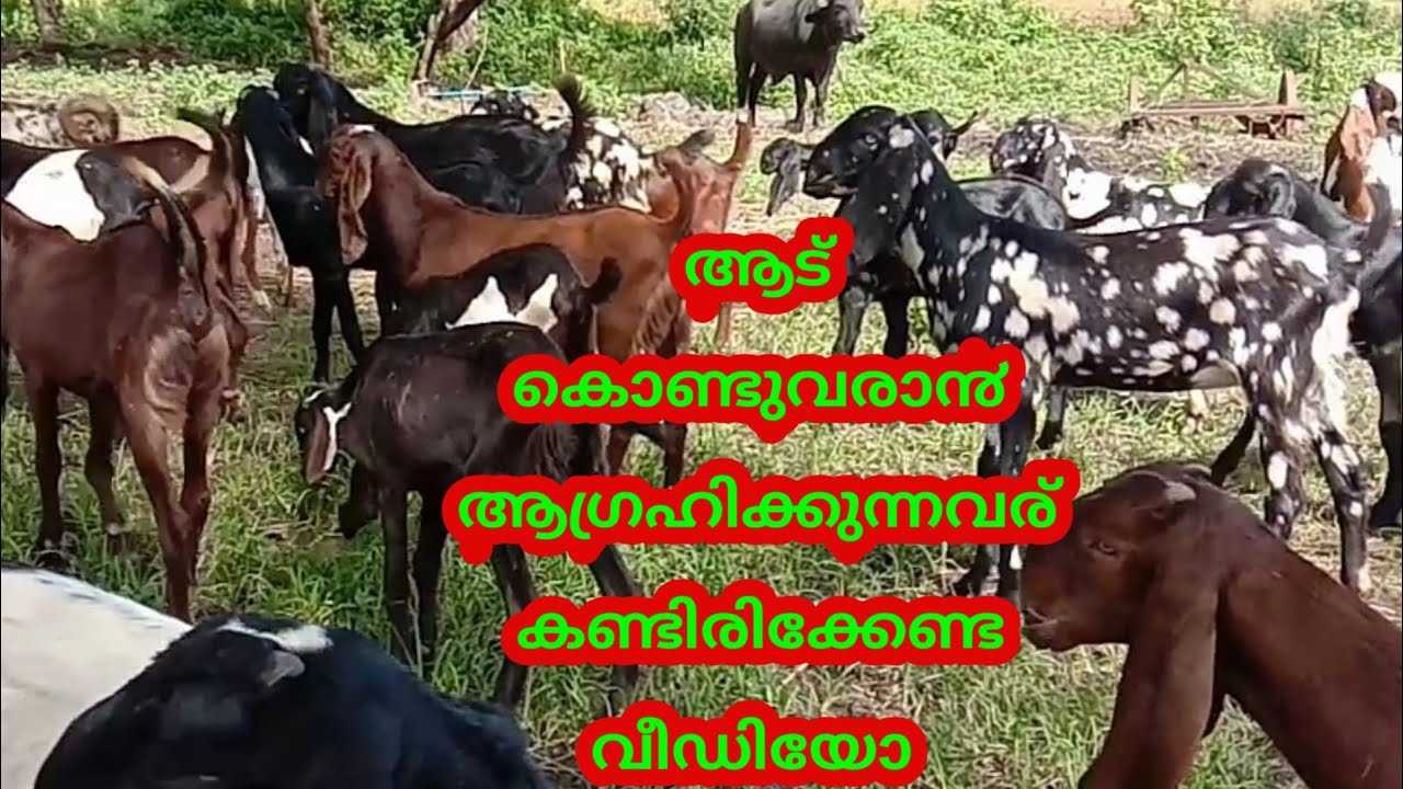 ആട് കൊണ്ടുവരാ൯ ആഗ്രഹിക്കുന്നവര് കണ്ടിരിക്കേണ്ട വീഡിയോ | M4 FarmTech | exclusive on animal transport