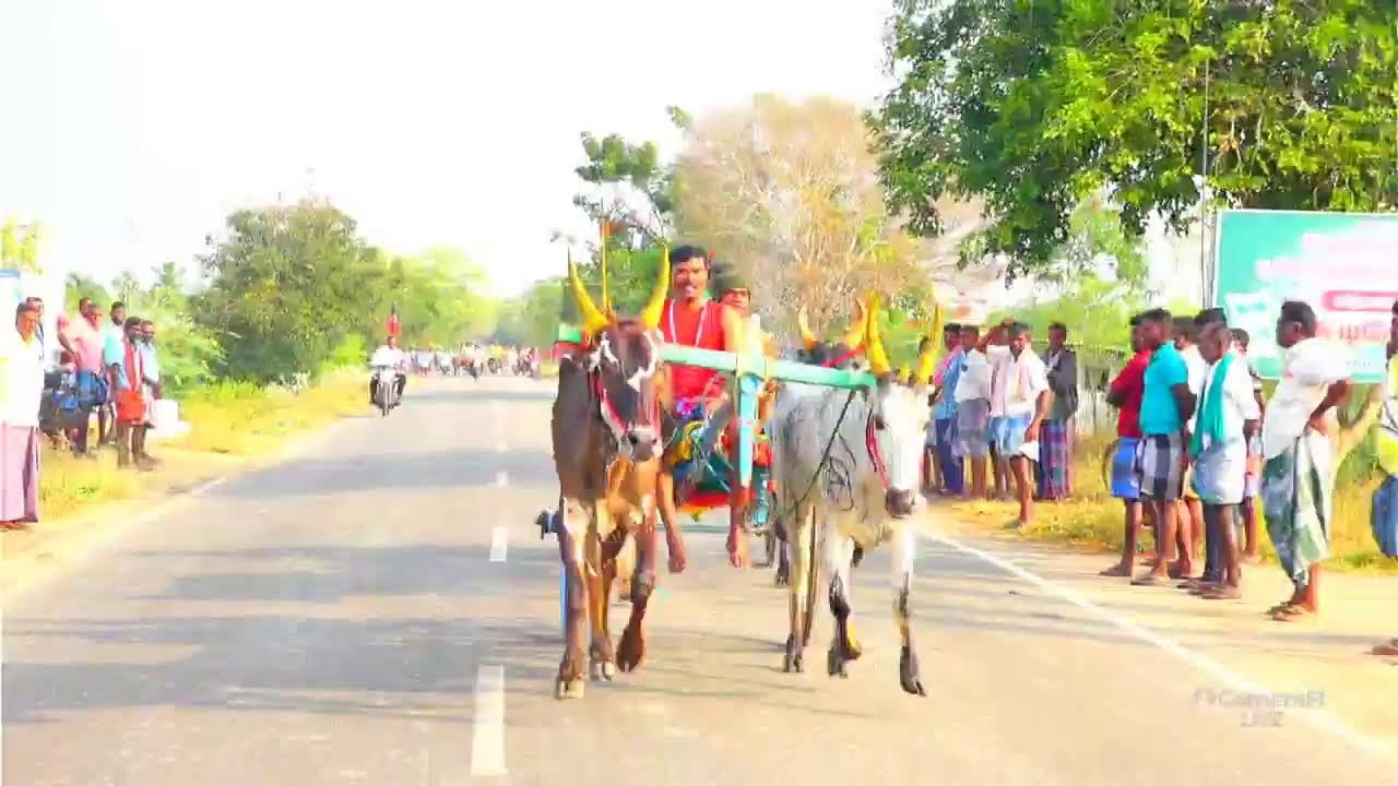 live தூத்துக்குடி மாவட்டம் புதூர் சின்ன மாடு