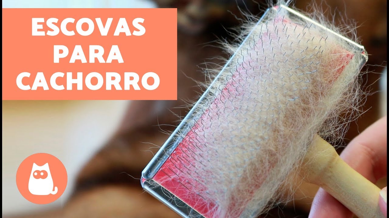 Tipos de escovas para cachorro - CUIDAR DO PELO