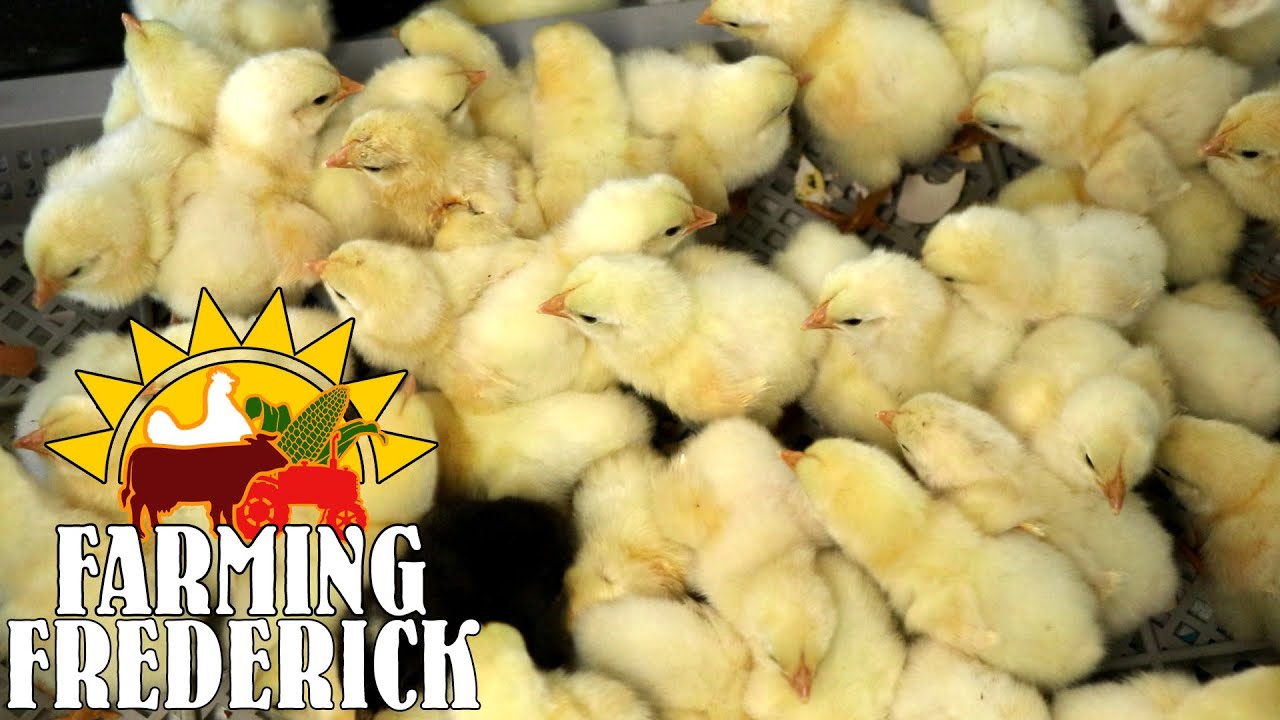 Farming Frederick: Chicken Hatchery