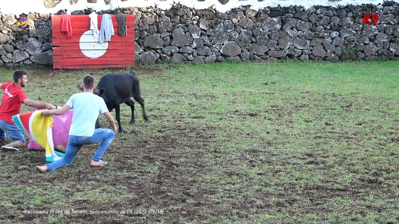 Vacada no Pico da Serreta, com animais de ER (2025-09-18)