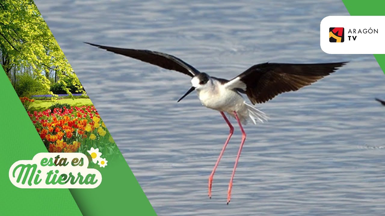 Las aves limícolas