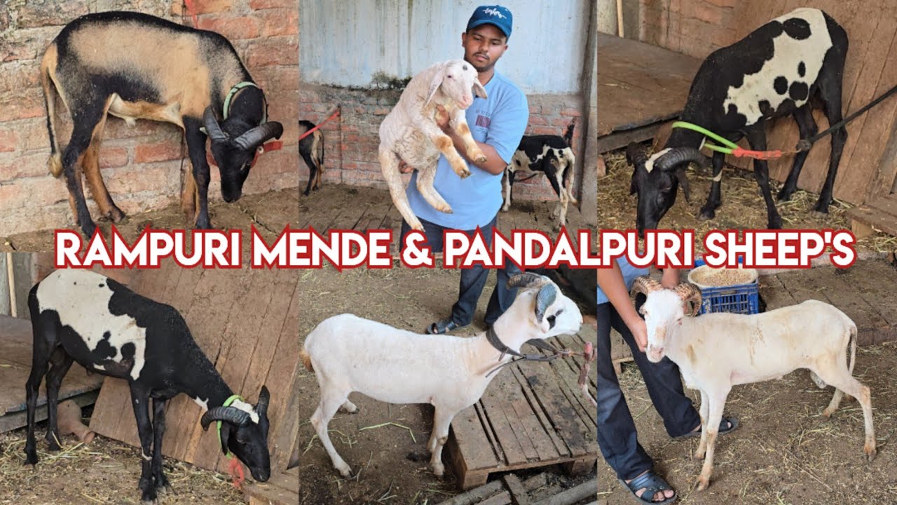 Quality wale Rampuri mende & pandalpuri sheep's available in Hyderabad at yaseen goat farm | bannur