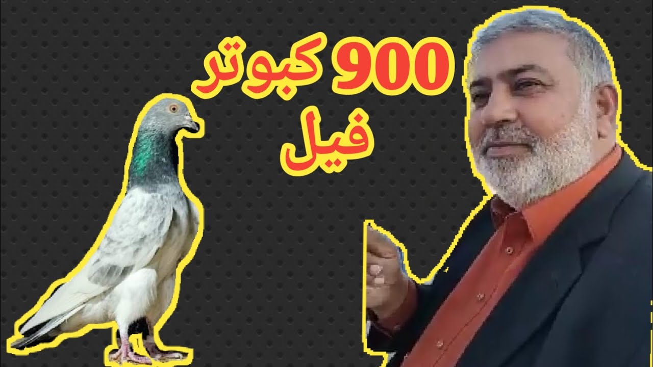1000 kabootar ki selection Ustad Haji Imran Bakkar Mandi