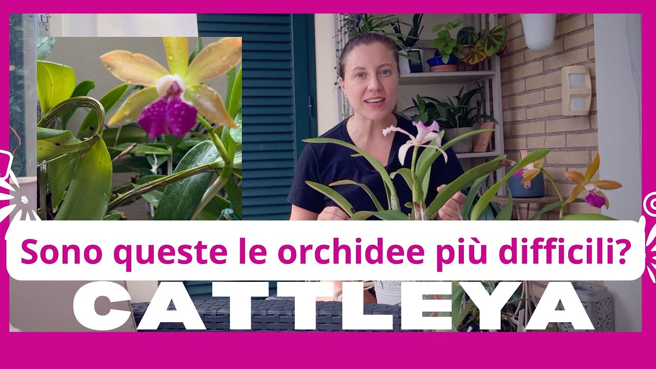 Come curare le orchidee cattleya in casa. La coltivazione casalinga della Cattleya