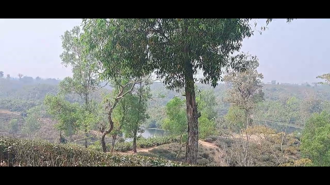 #মৌলভীবাজার #মাধবপুর #লেক #চাবাগান #অপূর্ব #সৌন্দর্যের #ভরপুর #হাইলাইট #পাহাড়ী #এলাকায় #ভ্রমণ #ভিউ