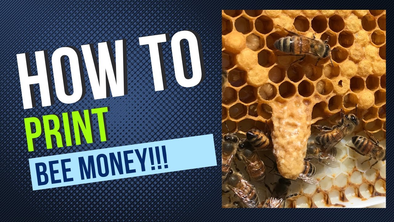Beekeeping How To: Beginner Queen Rearing