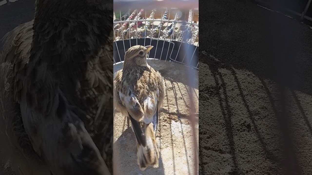 Jal bird iranai mashadai کوژ