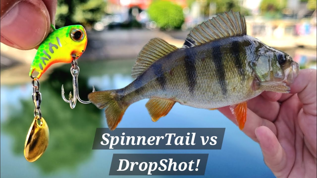 Am prins Peste pe Canicula la Spinning pe Dambovita!🎣 Vegetatie,Gunoaie,Boscheti si pescuit Urban!
