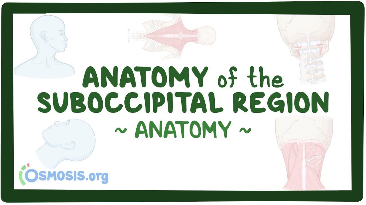 Anatomy of the suboccipital region
