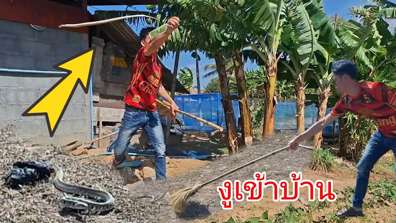 งูเข้าบ้านมา ไห้โชกหรือป่าวน้อ.....