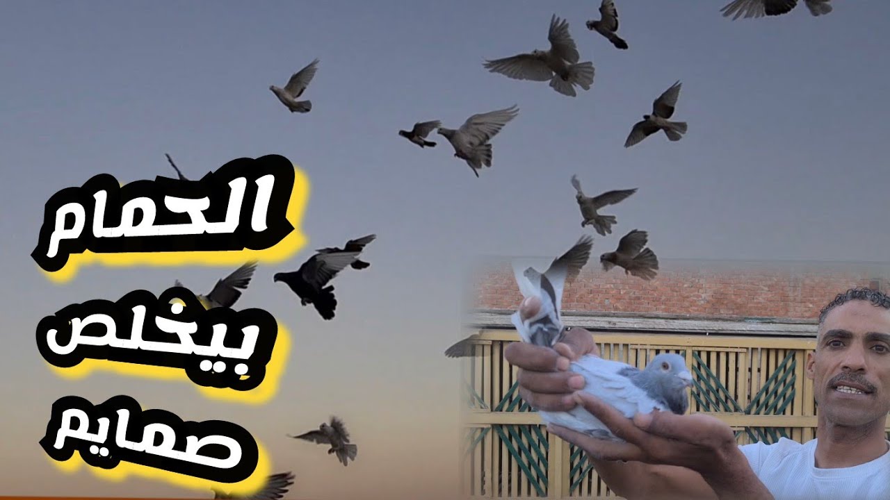 حمام النش بيخلص الصمم غية عبد السميع وعبد البديع