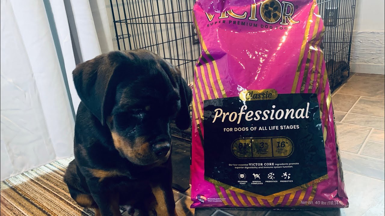 THE BEST KIBBLE MY ROTTWEILERS LOVE!!