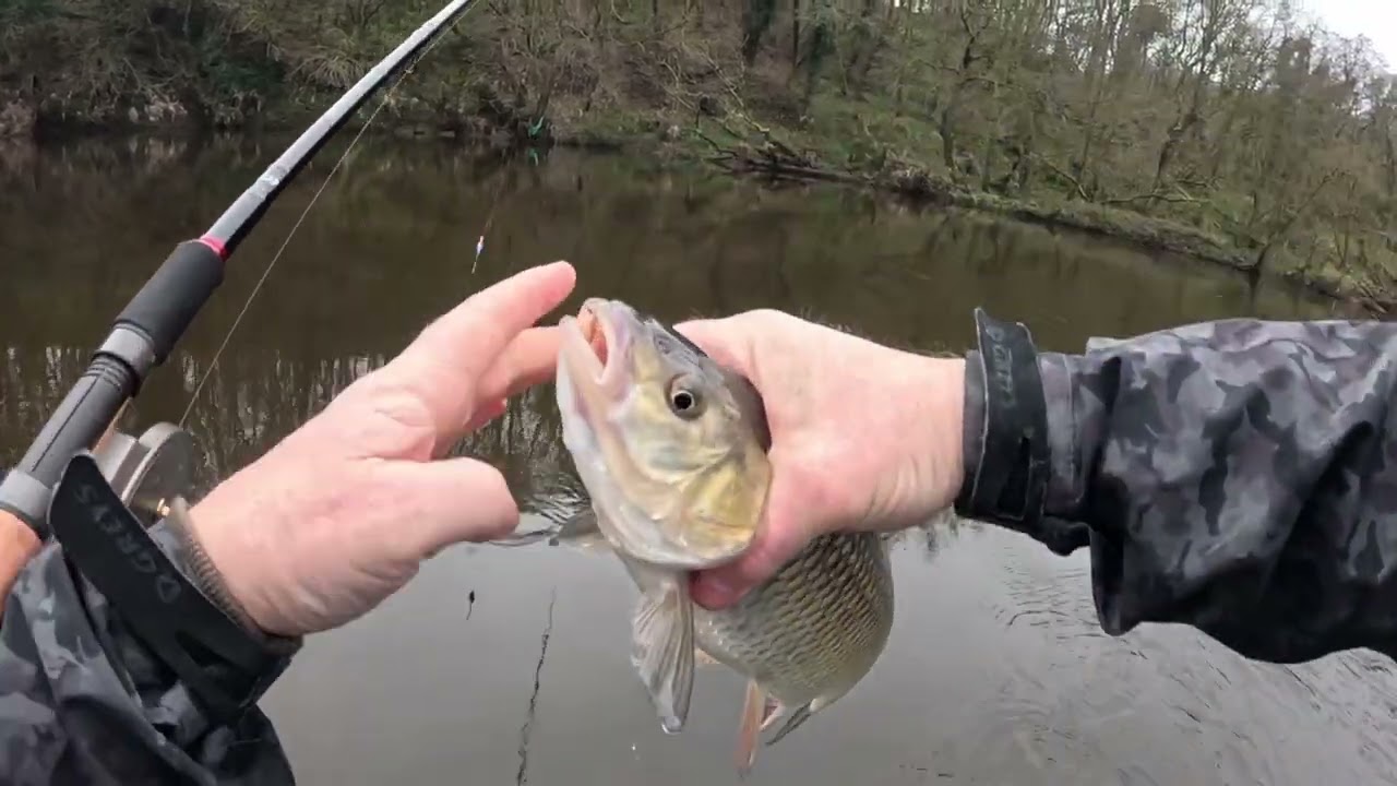 Thrills And Spills Of Barbel Fishing