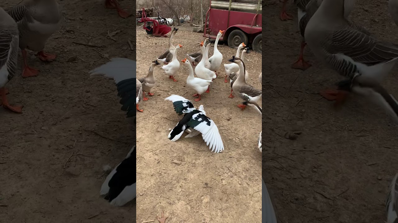 Muscovy Duck Breeding With Geese Watching