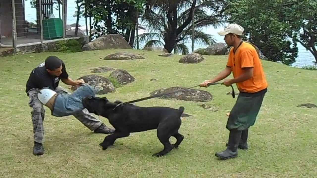 Ali Canecorso - Defesa Do Dono