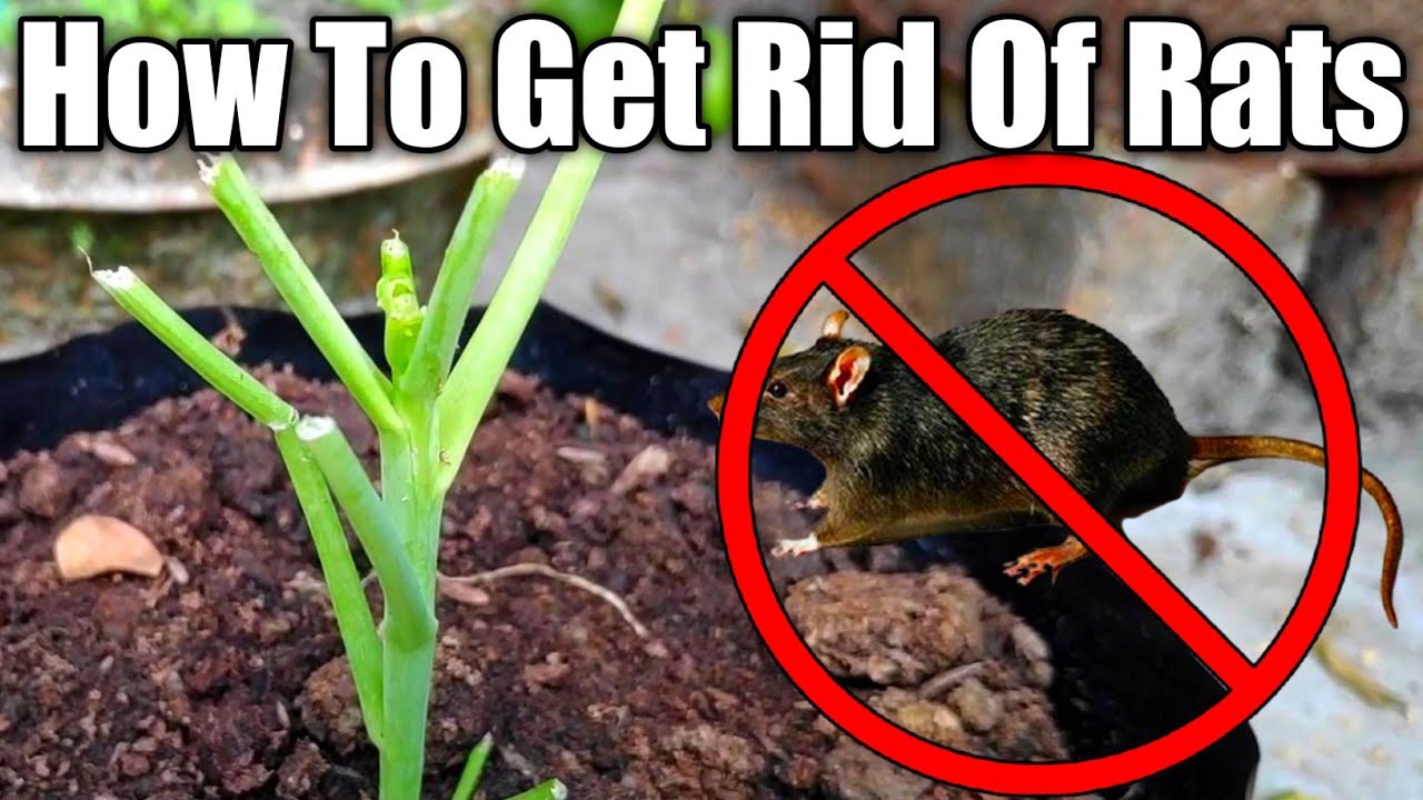 Control Rats And Mites In Garden | Roof Gardening