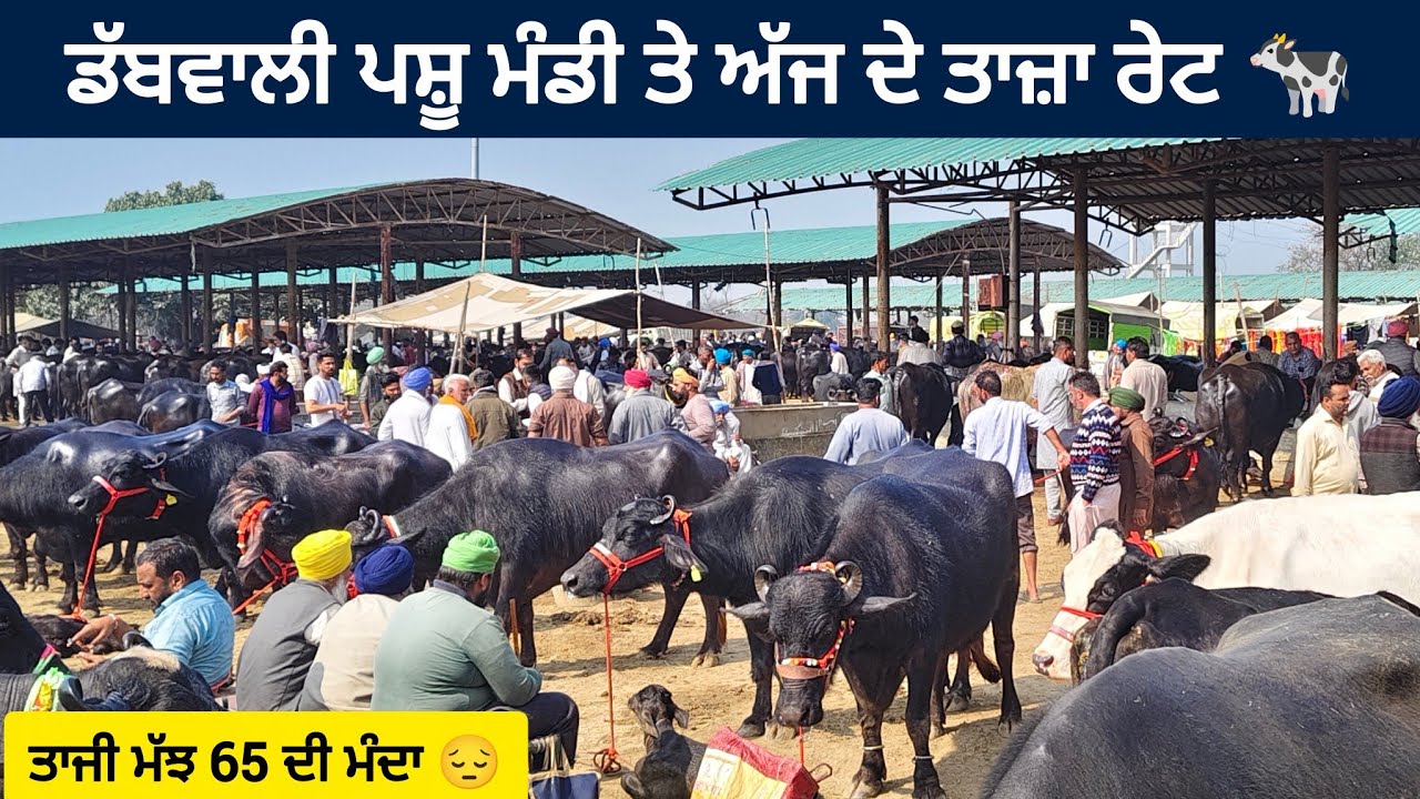 ਡੱਬਵਾਲੀ ਪਸ਼ੂ ਮੰਡੀ ( ਪੰਜਾਬ ) || Dabwali Pashu mandi Punjab today || #buffalo #cow