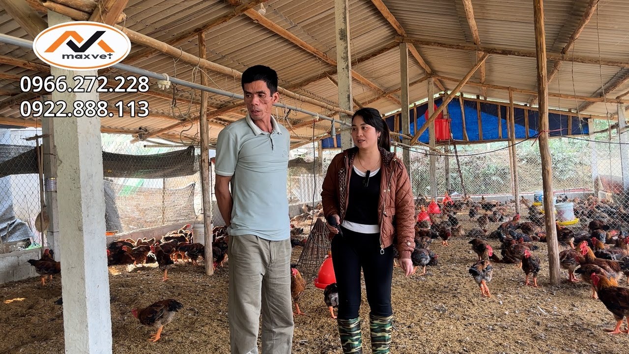 Bệnh hen khẹc điều trị mãi không khỏi ở gà ở gà | Nguyên nhân do đâu và cách khắc phục