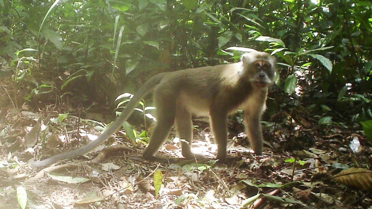 Long-tailed Macaque (Macaca fascicularis)