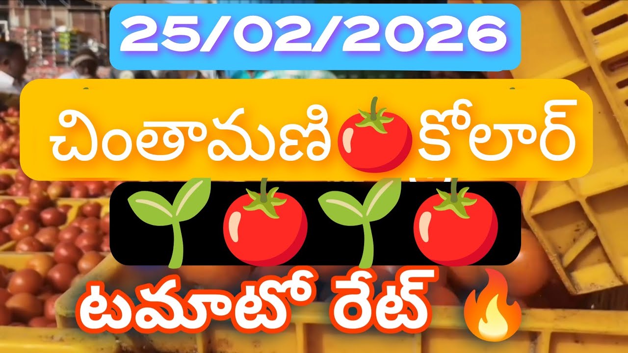 25/ఫిబ్రవరి/2026🍅చింతామణి-కోలార్🌱టమాటో రేట్🌱