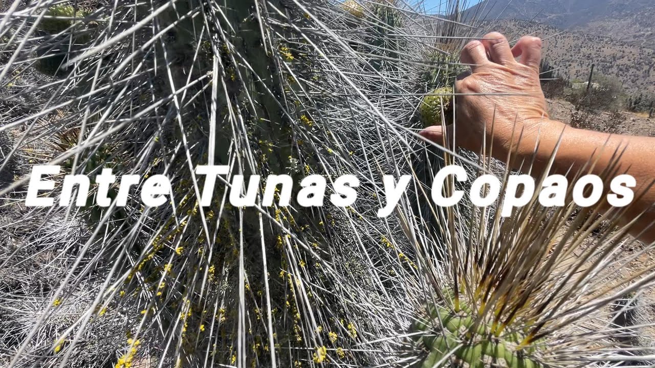 Entre Tunas y Copaos, Primer tour 2026!