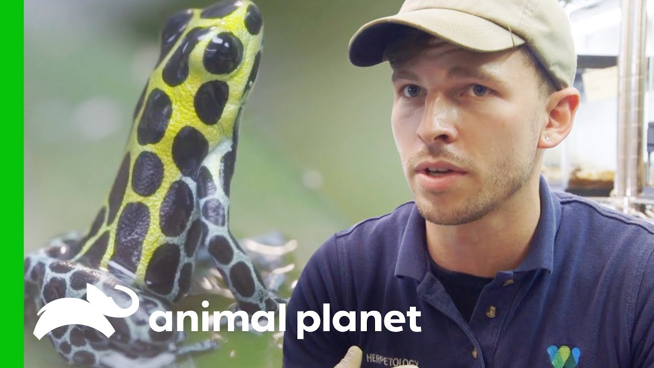 Raising Poison Dart Frogs | The Zoo: From The Inside
