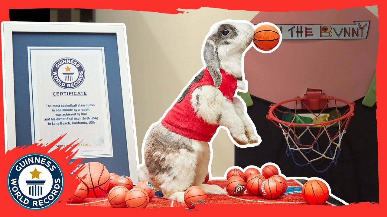 Bini the slam dunking basketball bunny - Guinness World Records