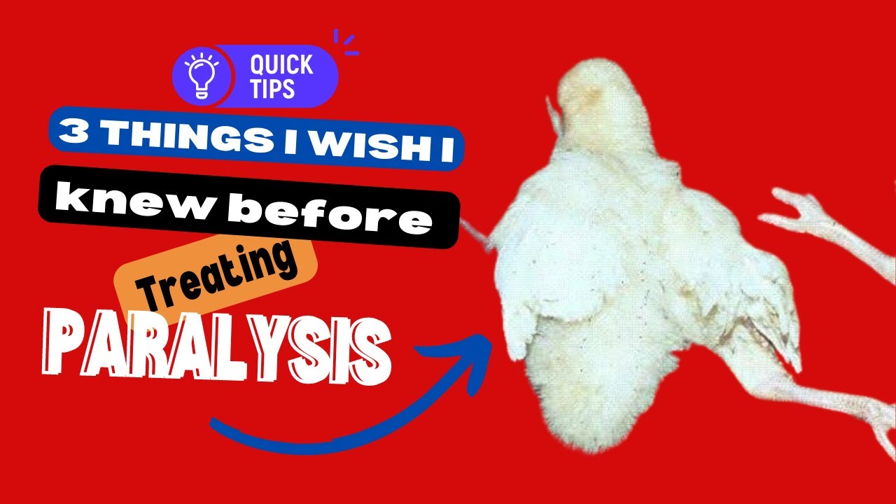 understanding paralysis ( A MUST WATCH FOR EVERY POULTRY FARMERS)