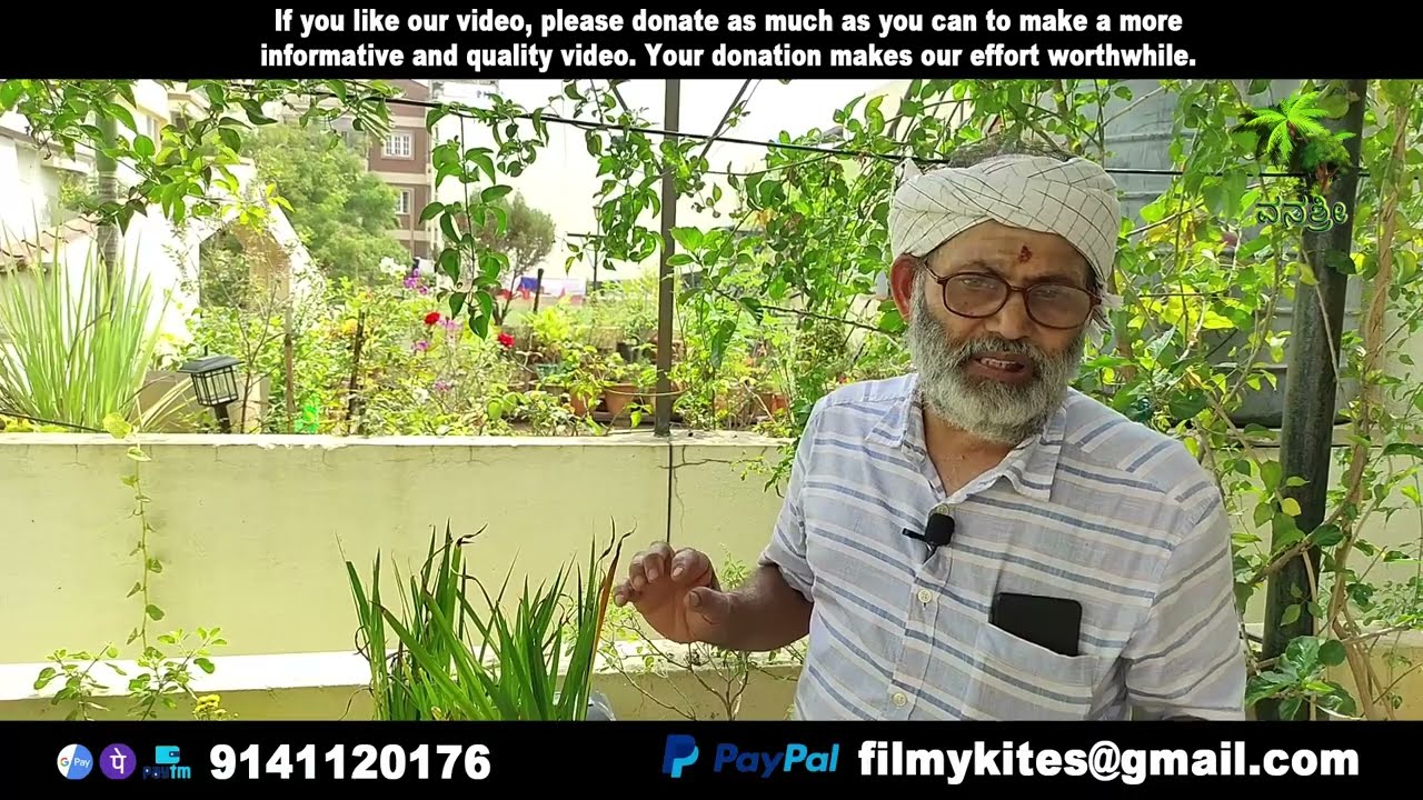 Plant 266 | ಬಜೆ ಕೊಂಬು | Baje kombu | Acorus calamus L | Herbal & The plant