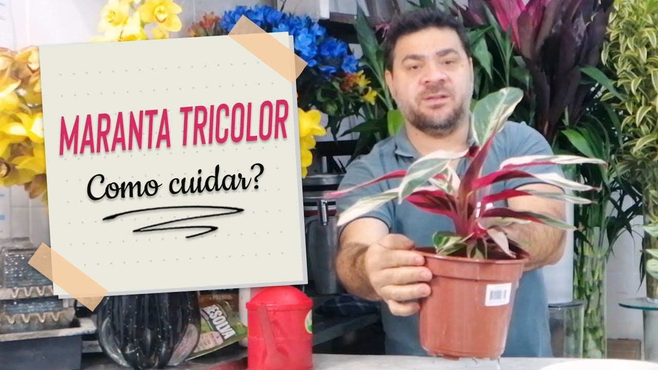 Como cuidar da Maranta Tricolor?