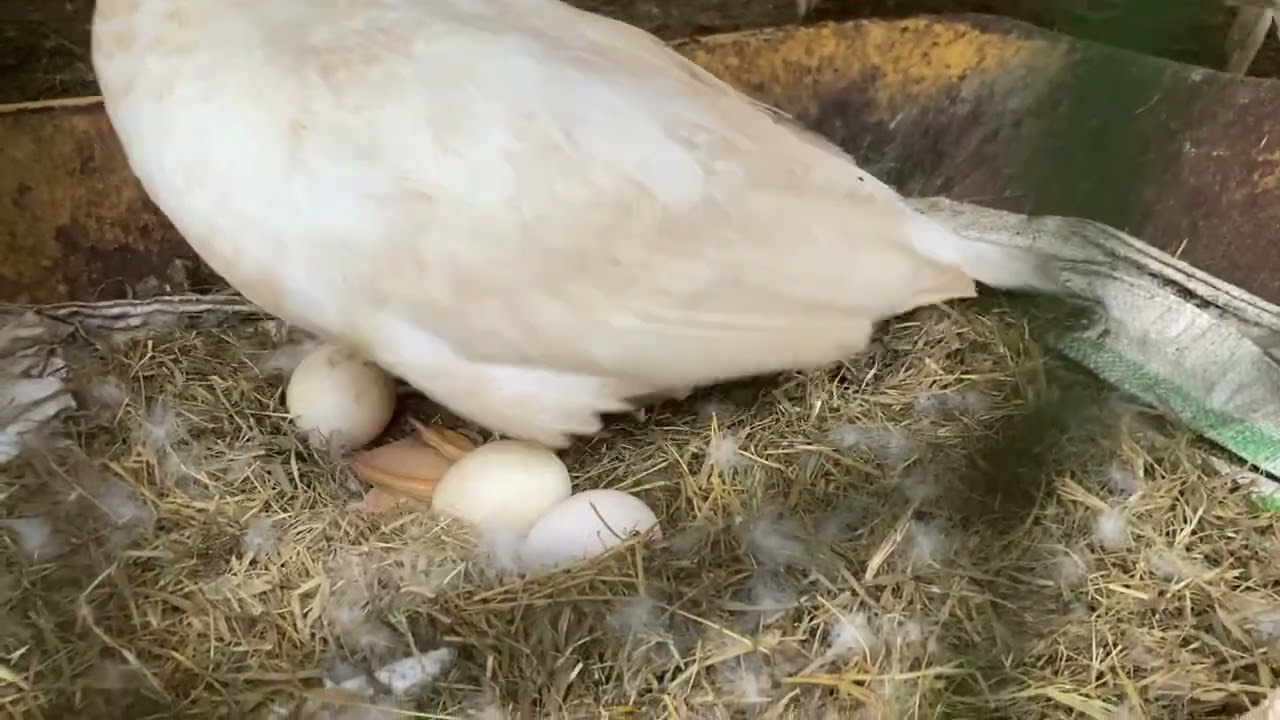 Itik Serati Tolong Eram Telur Ayam Belanda