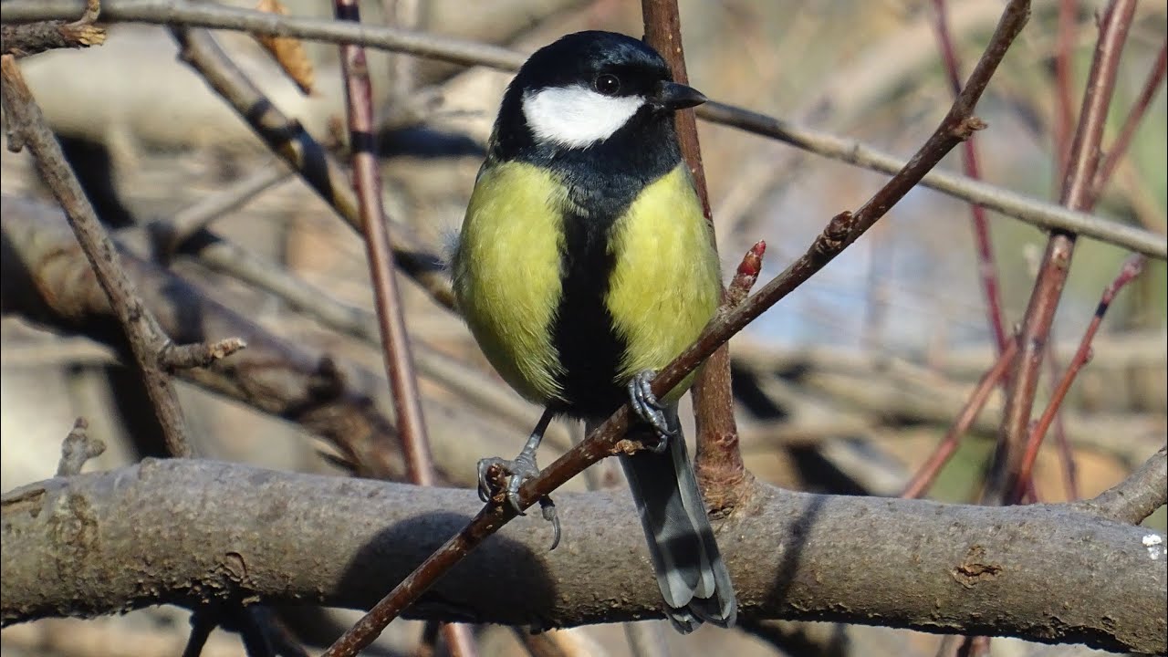 Los comederos en invierno para los pájaros insectívoros, les salva la vida 🐦