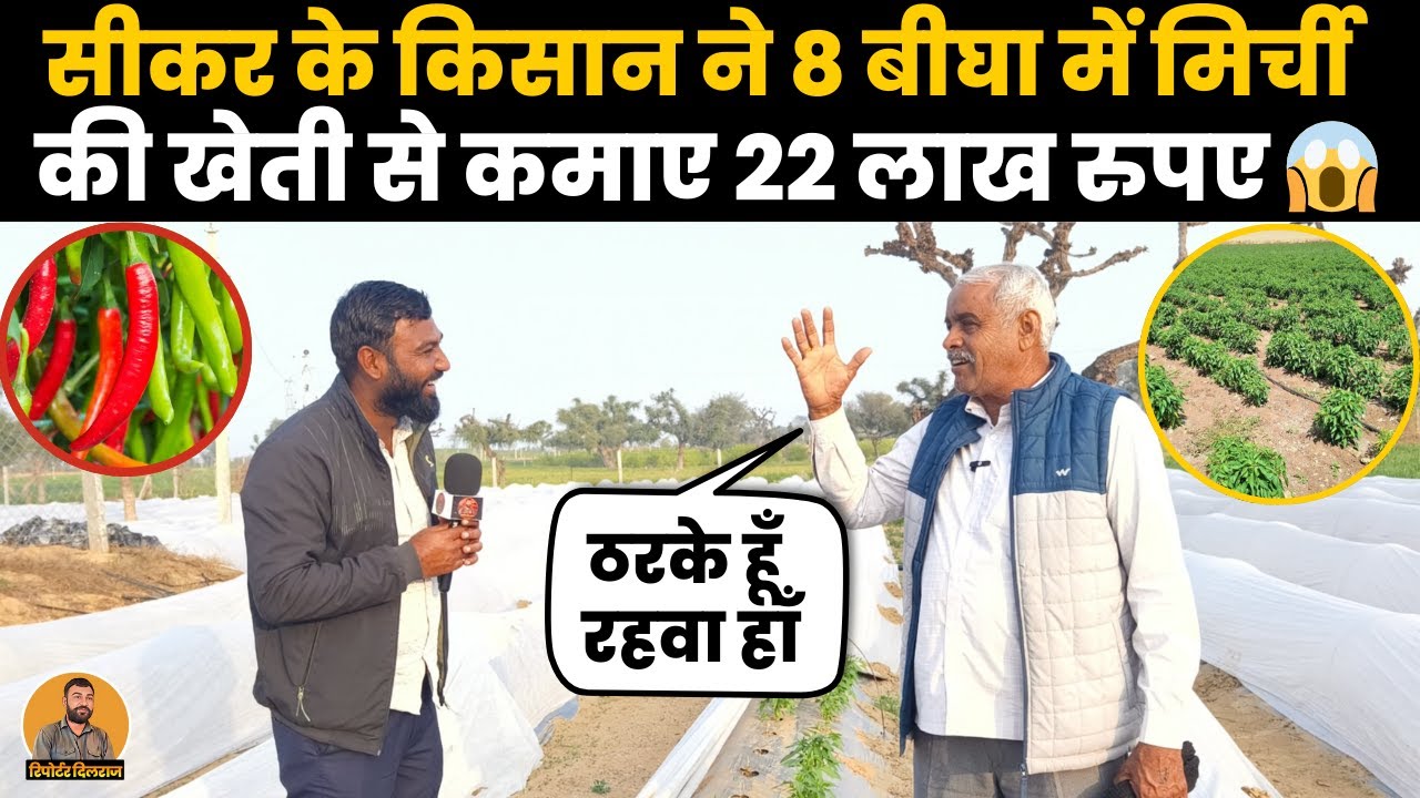 सीकर के गाँव में किसान ने 8 बीघा में मिर्च की खेती से कमाएं 22 लाख रुपए, देखें वीडियो ~