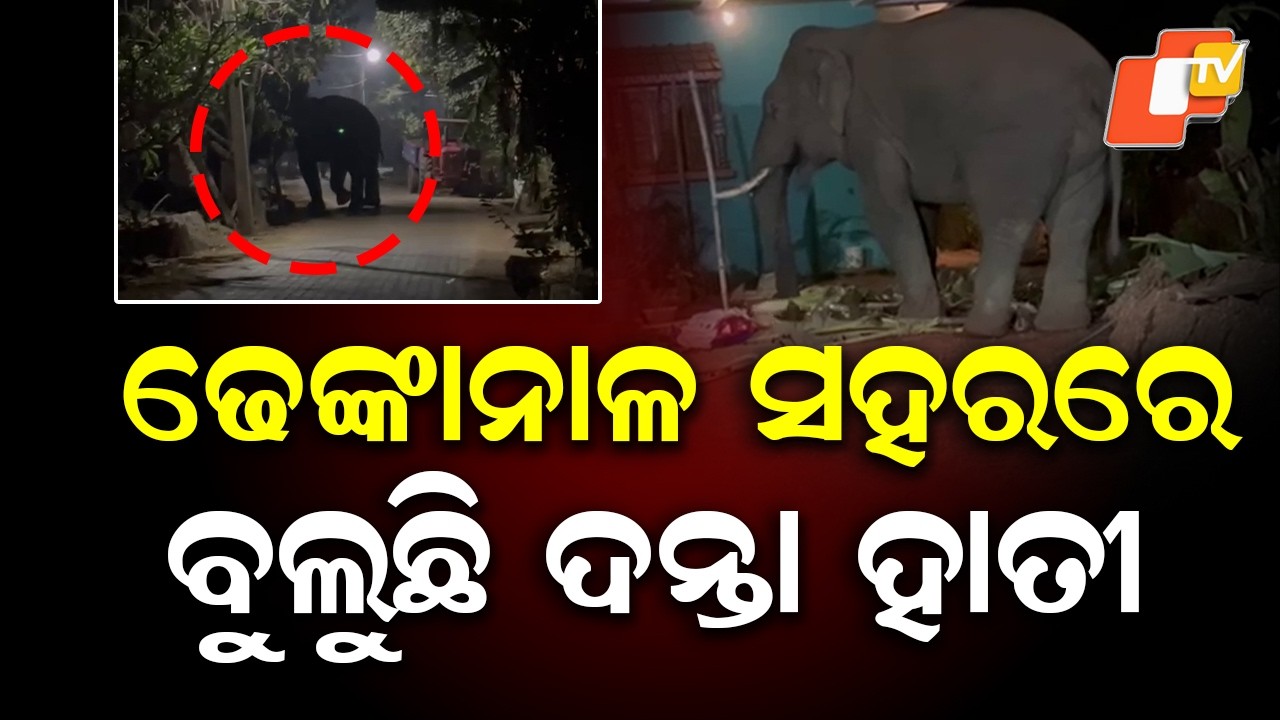 Wild Tusker Roams Dhenkanal City for 4 Days, Residents Fear Leaving Homes
