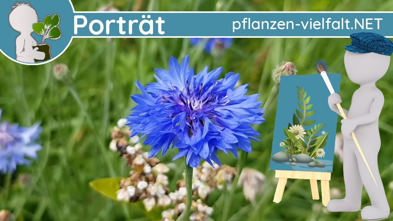 🖼️ Portr&auml;t 154 - Kornblume (Centaurea cyanus) - Wildpflanzen-Steckbrief (Essbar)