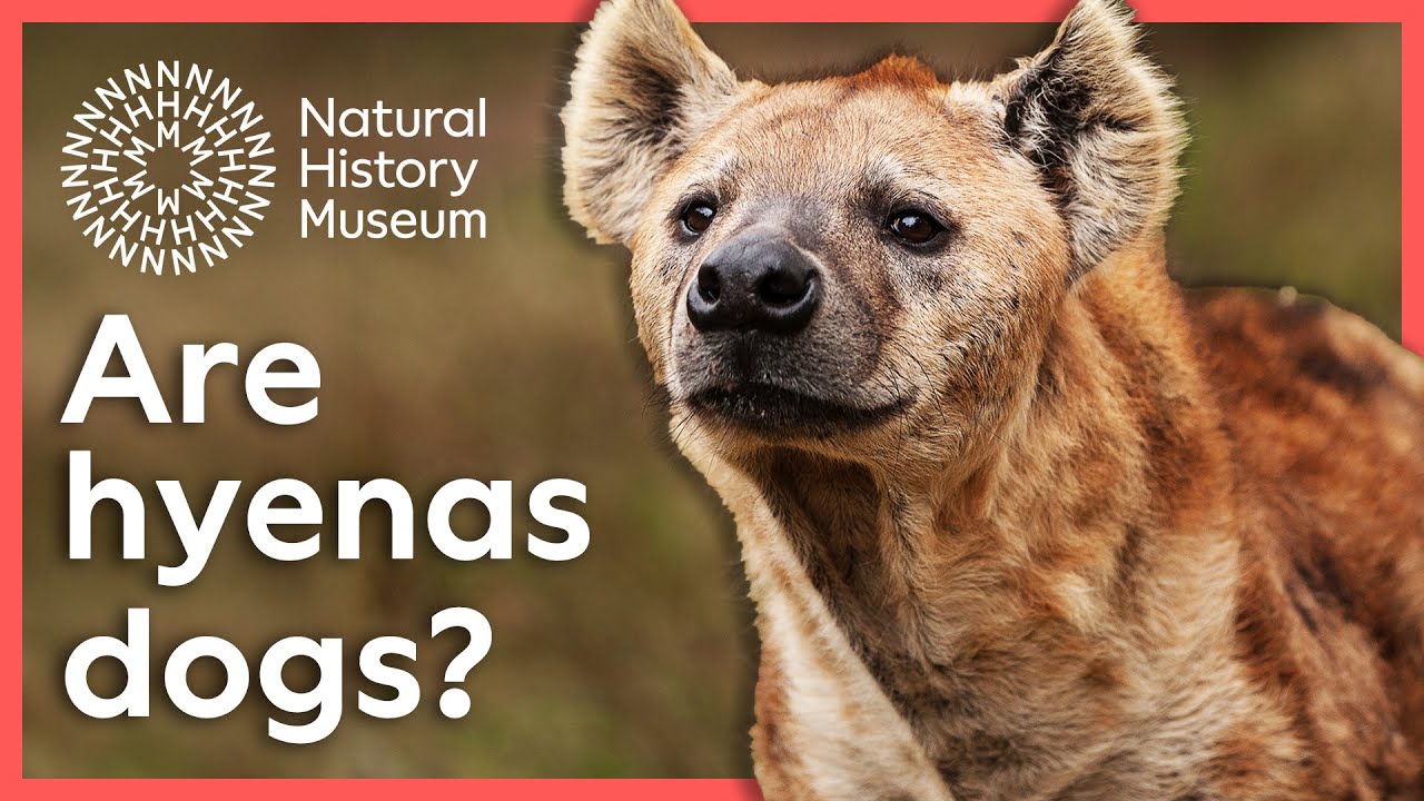 Are hyenas dogs? | Surprising Science