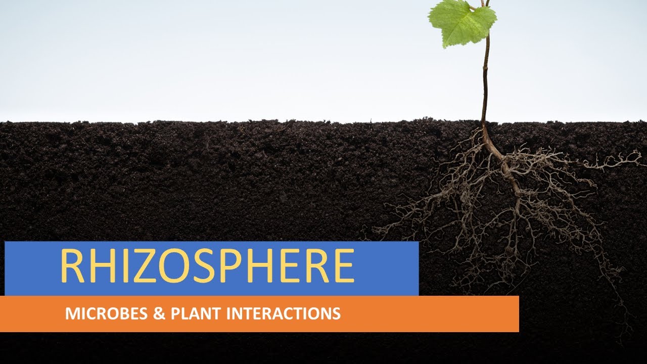 RHIZOSPHERE - PLANT SURFACE MICROORGANISMS / MICROBES & PLANT INTERACTIONS - ENVIRONMENTAL MB