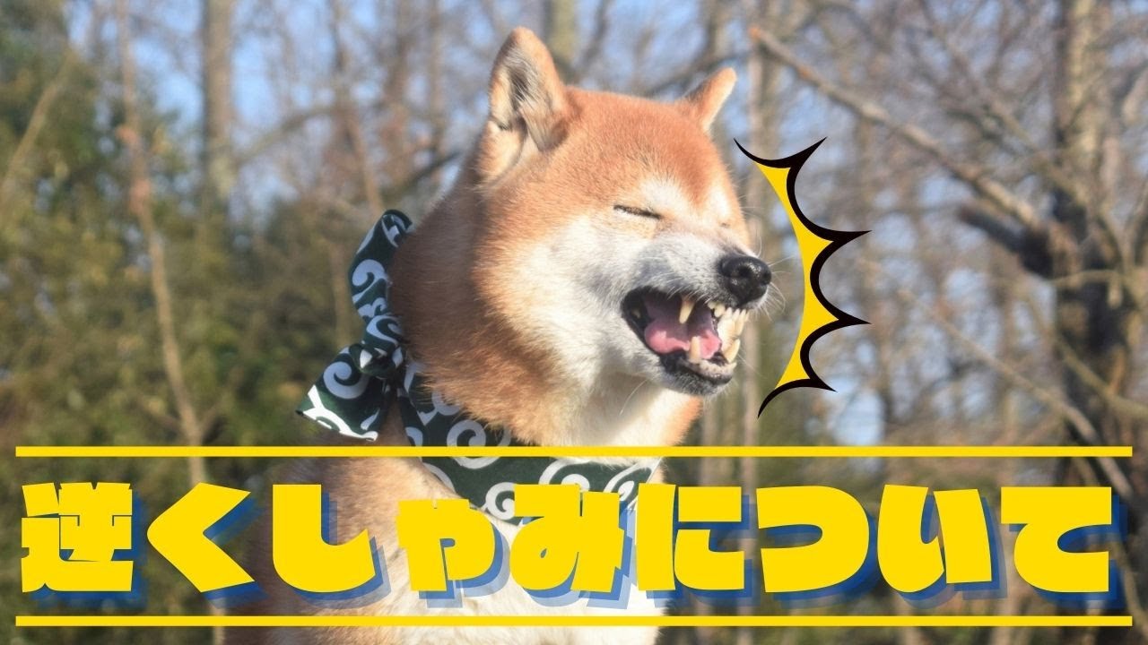 逆くしゃみについて