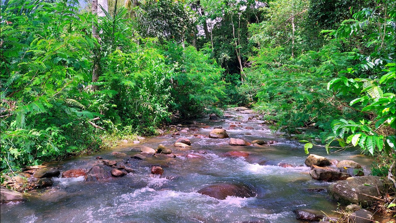 Sleep Instantly with Calming Water Stream Sounds from Serene Forest Creek Moving Slowly Over Rocks