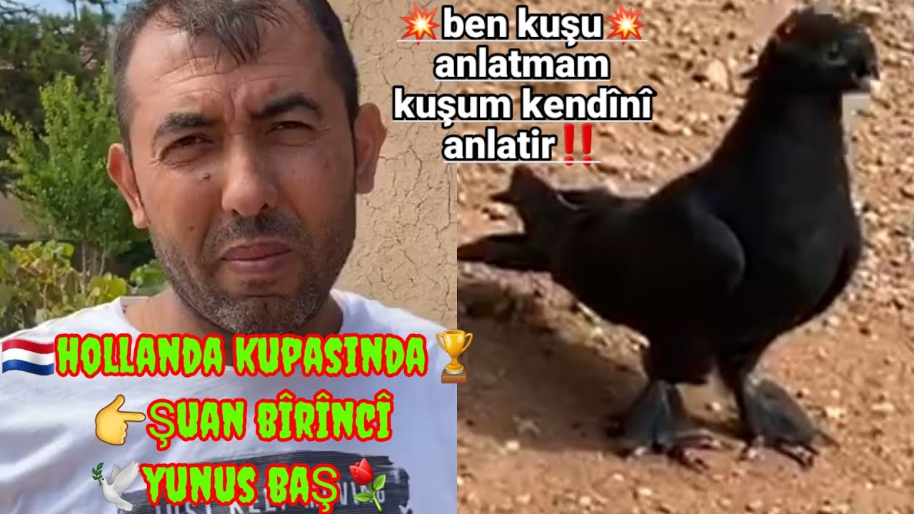 ?️Таклачи голубь дичь ?YAHŞIYANLI YUNUS BAŞ ??KIRIKKALE