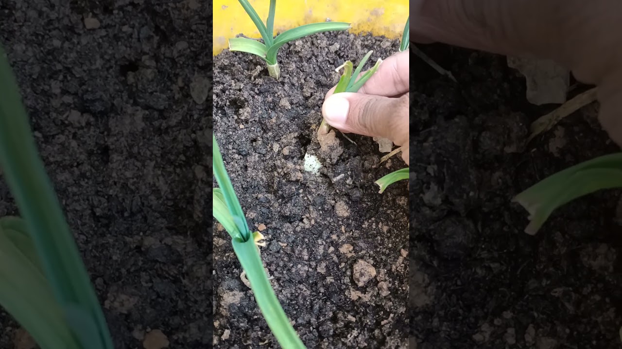 Pulling garlic #satisfying #trending