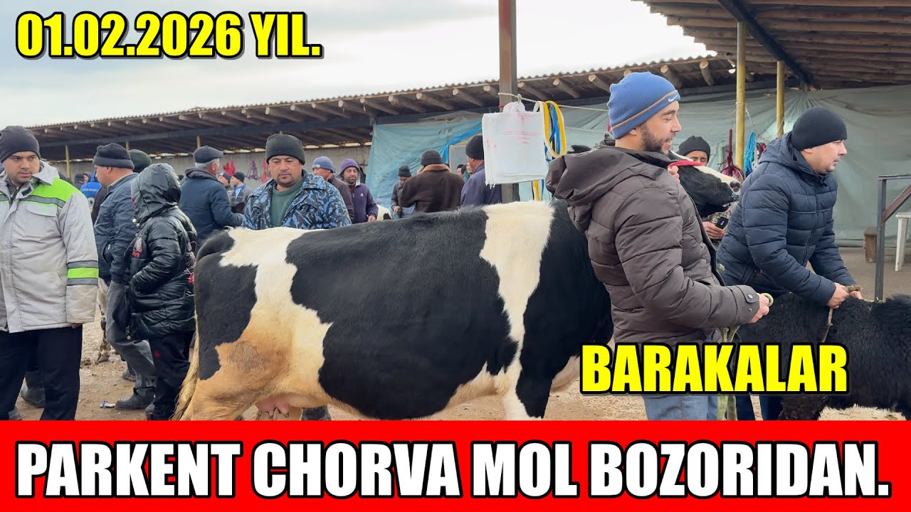 TOSHKENT VIL, PARKENT TUMANI, BOYQOZON QO’RG’ONI, CHORVA MOL BOZORI,BARAKA NARHLARI.